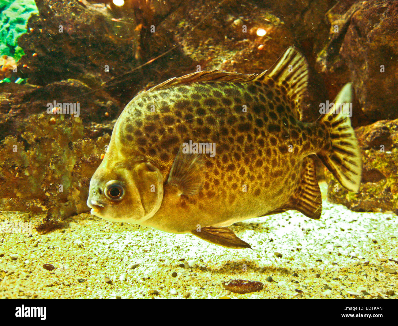 Tropical fish Scatophagus argus atromaclatus, recorded in aquarium. Stock Photo