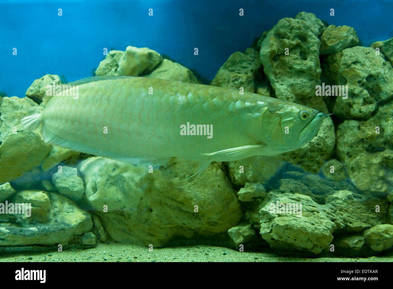 Tropical fish Silver arowana, latin name Osteoglossum bicirhosum, lives