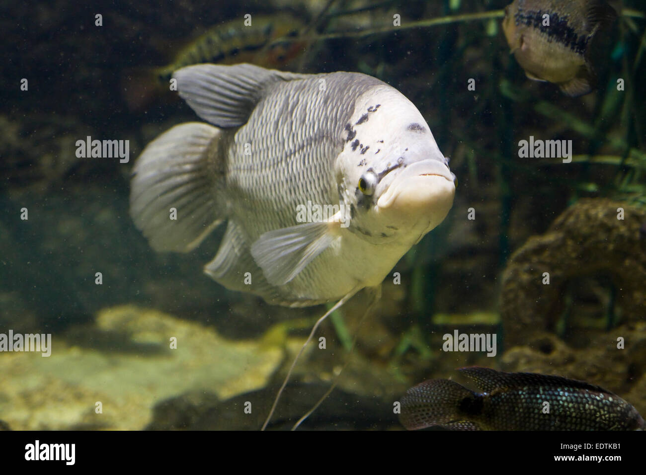 Tropical fish Gourami, latin names Trichogaster, Colisa, Sphaerichthys, lives in Southern-Eastern Asia. Stock Photo
