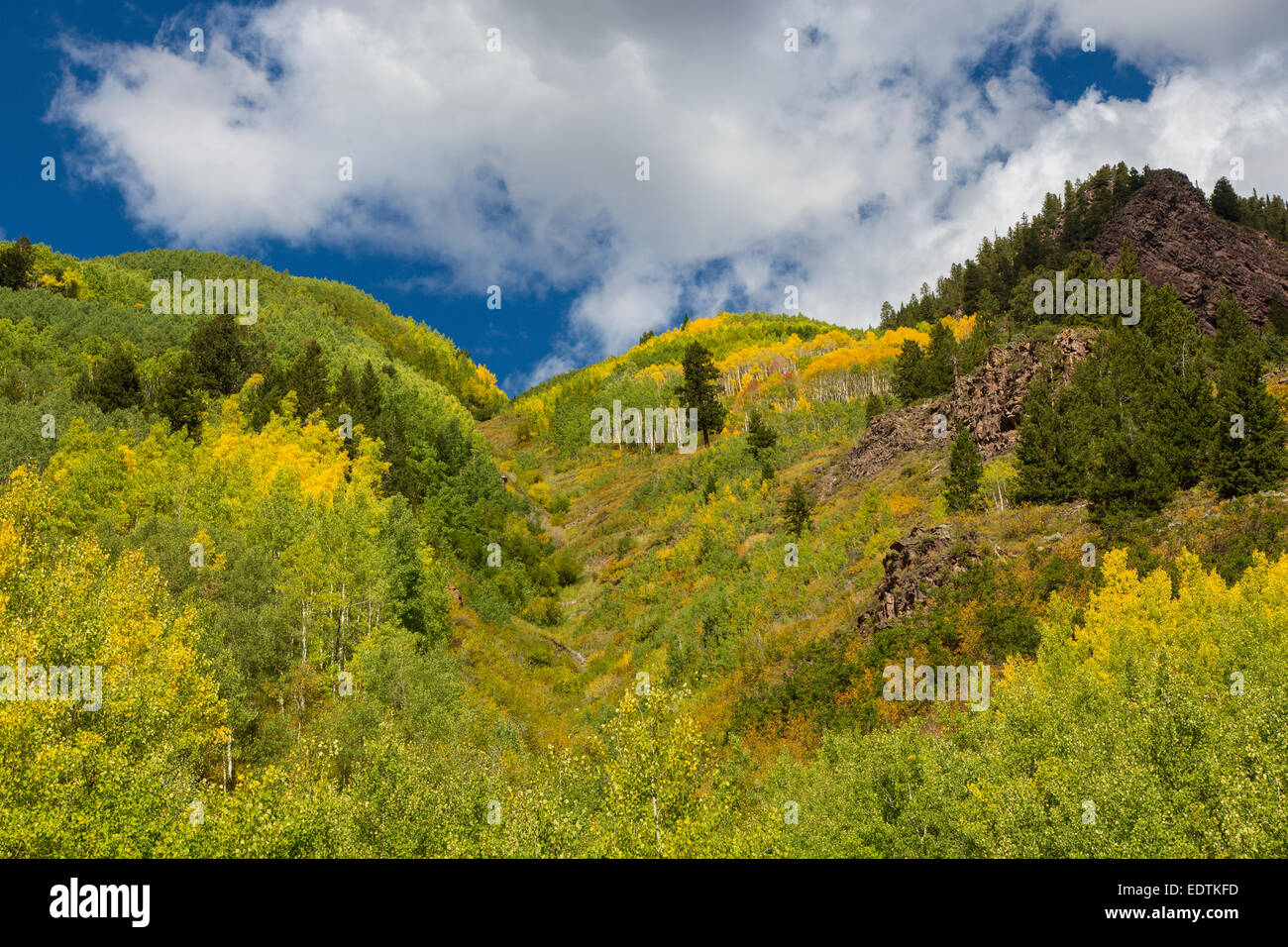 Bright Yellow Fall Aspen Trees In The Rocky Mountains Of Colorado Stock 