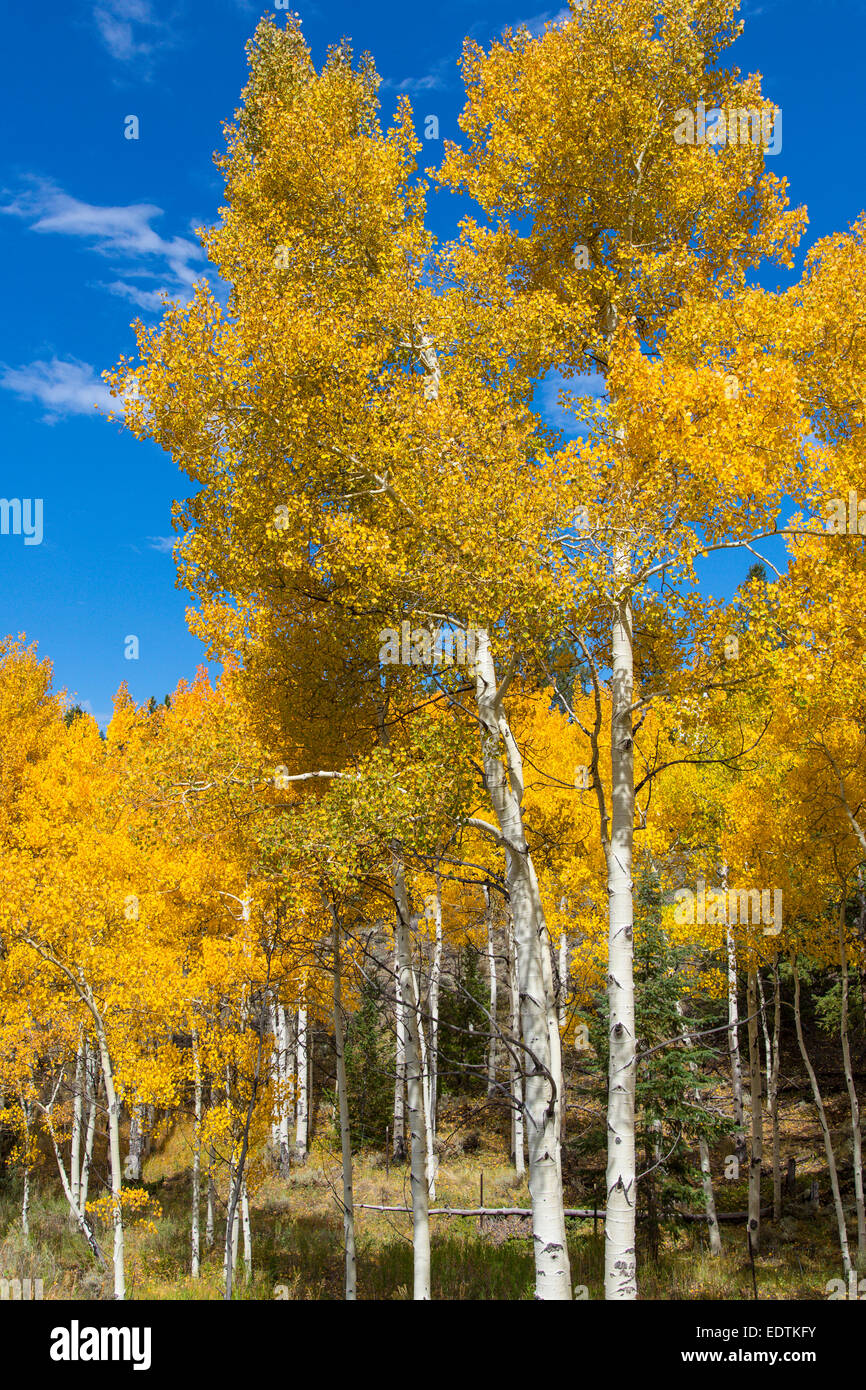Bright yellow fall Aspen trees in the Rocky Mountains of Colorado Stock Photo