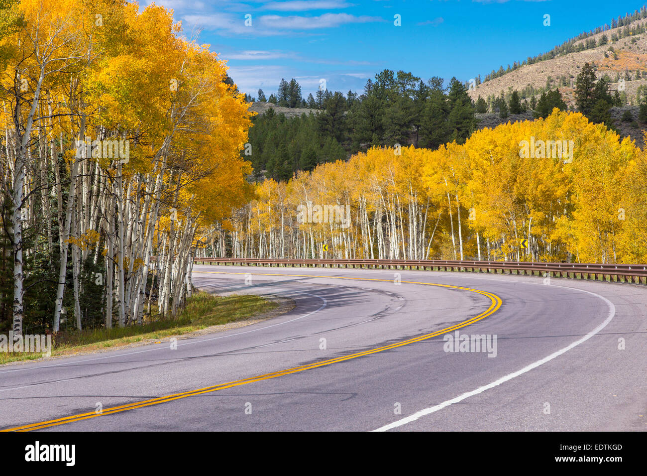 Curving road though bright yellow fall Aspen trees in the Rocky Mountains of Colorado Stock Photo