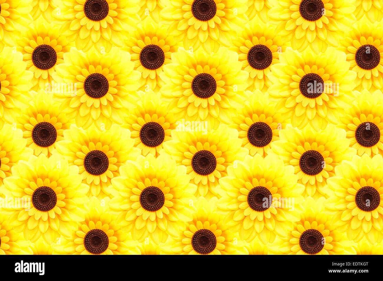 Artificial sunflower background (Helianthus annuus) Stock Photo