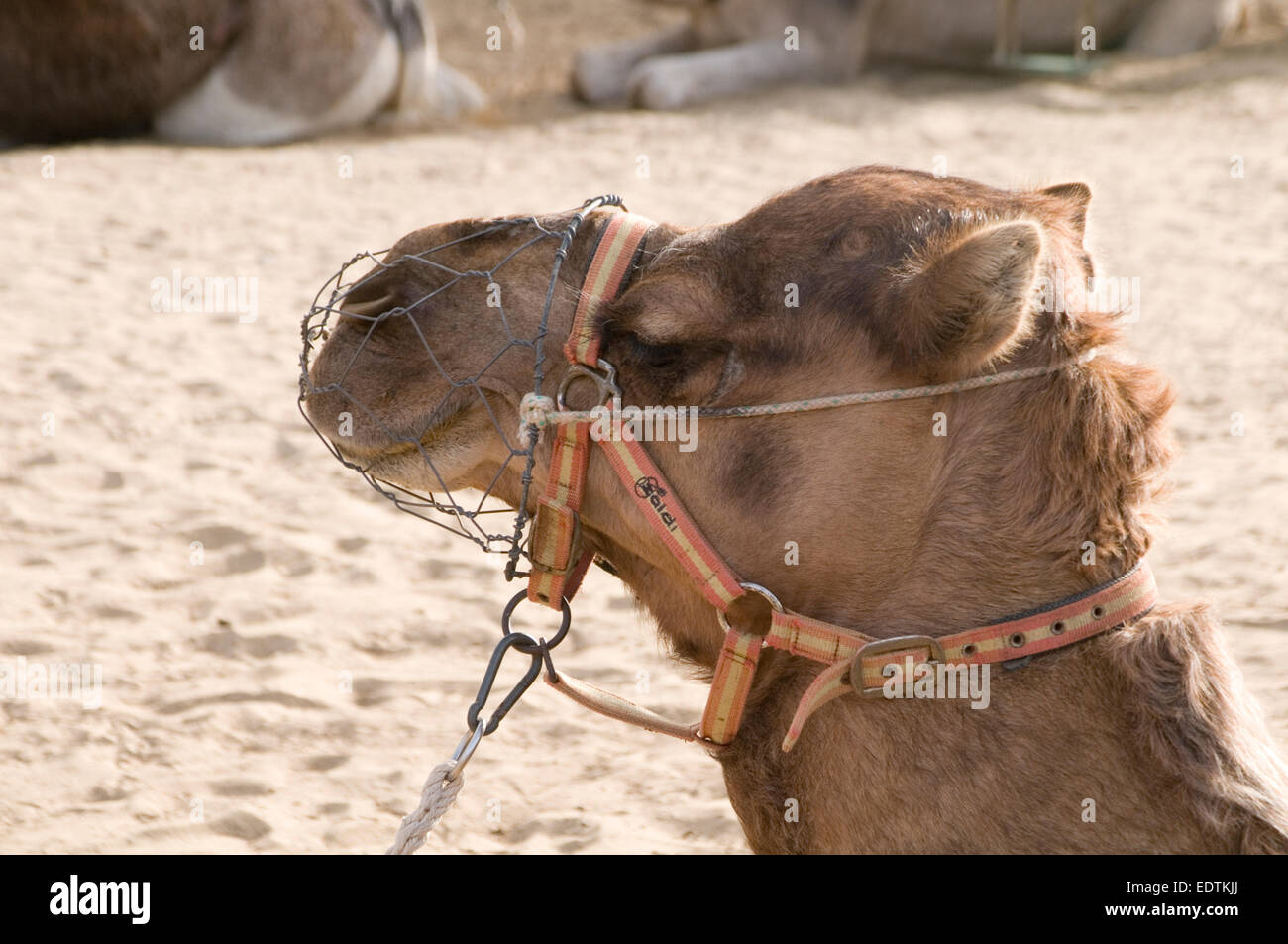 camel camels heat muzzle muzzled desert Stock Photo Alamy