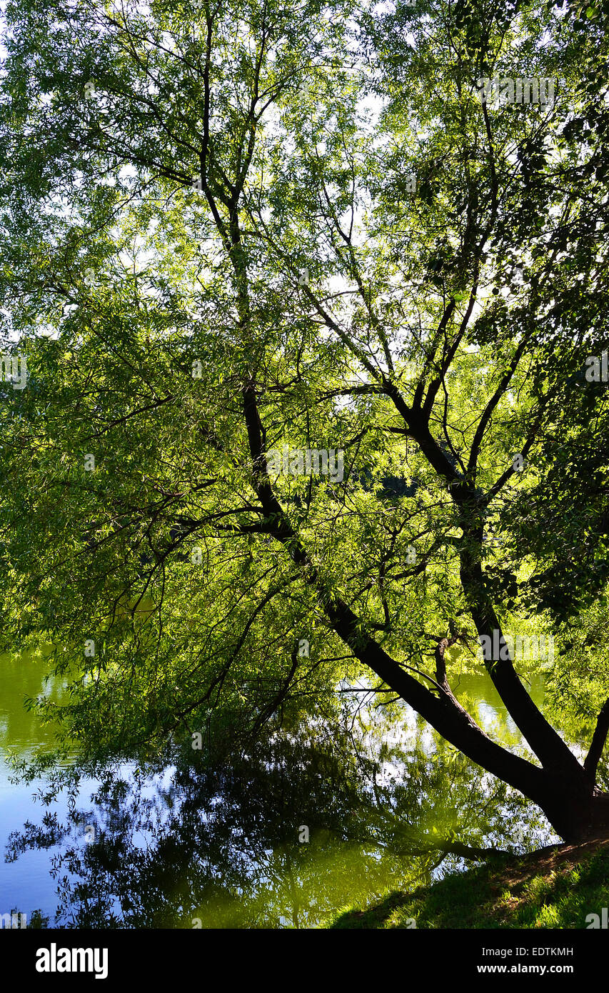A tree reflected in water Stock Photo