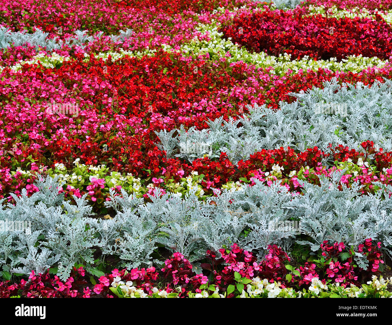 Colorful flowers in full bloom Stock Photo Alamy