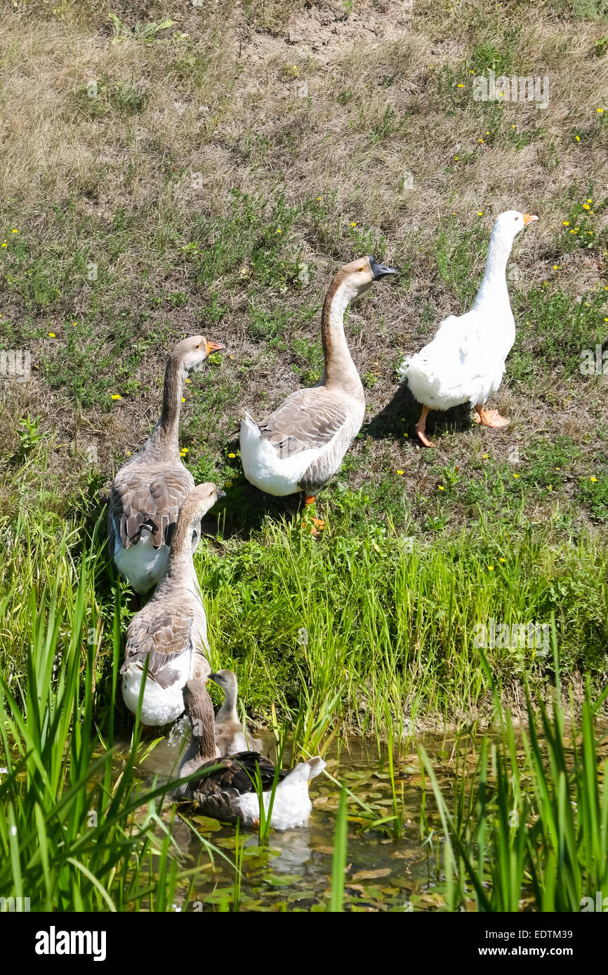 A group of geese walking out of a marshy pond in a line Stock Photo Alamy