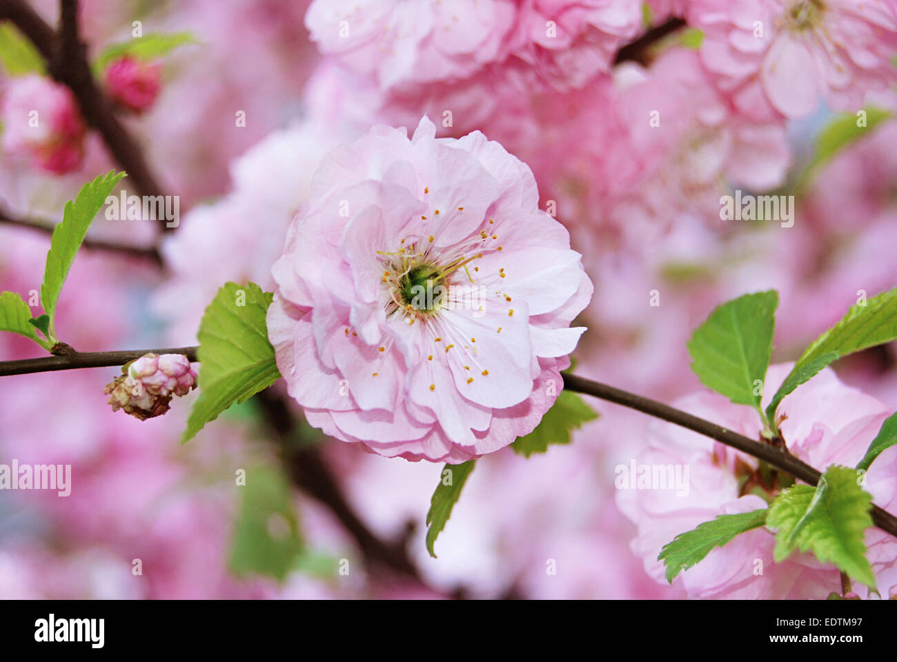 Fine pink flower Almonds trilobate Stock Photo