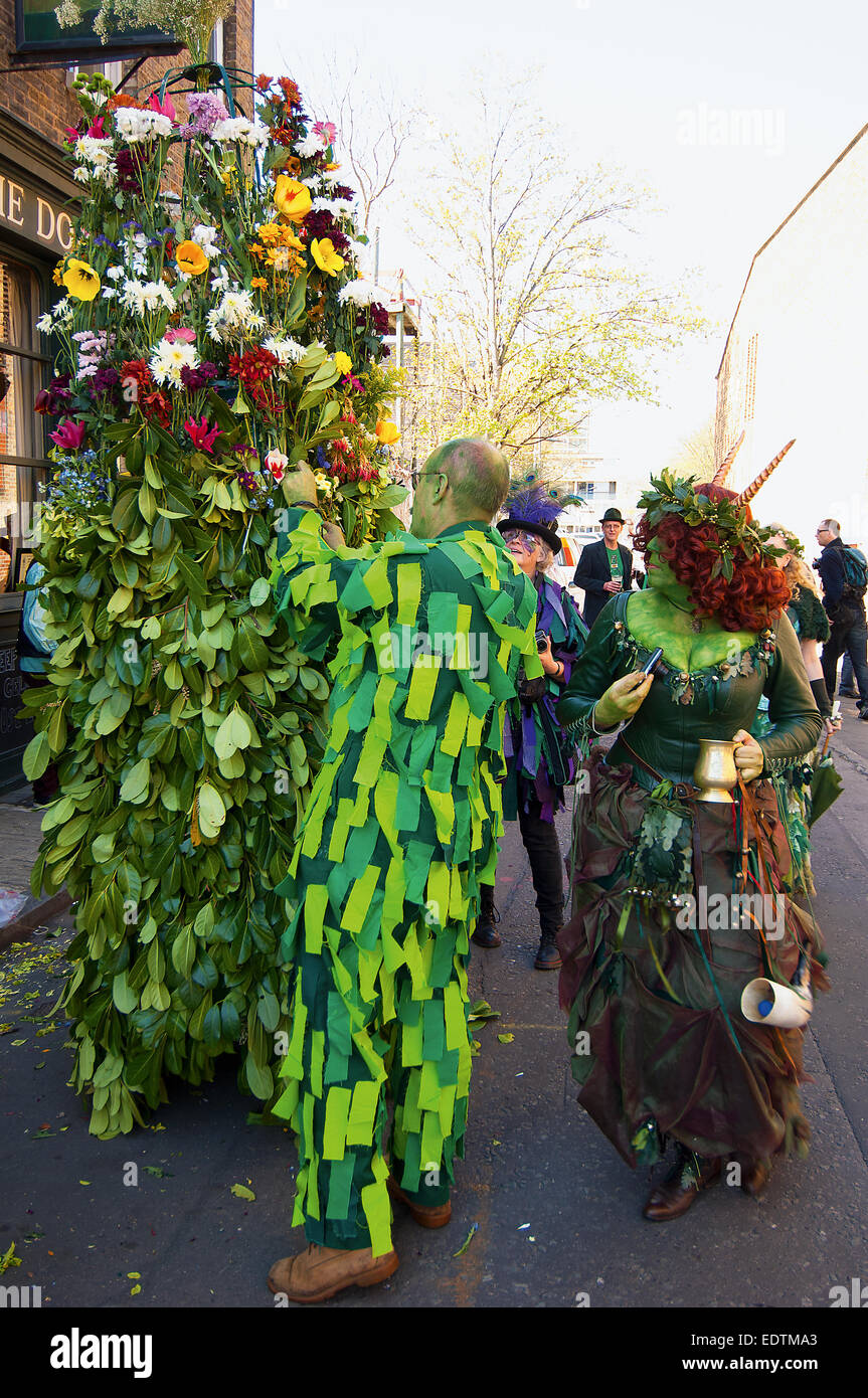 The Jack in the Green who leads this May Day procession preparing to climb inside the ten foot tall cage covered with flowers. Stock Photo