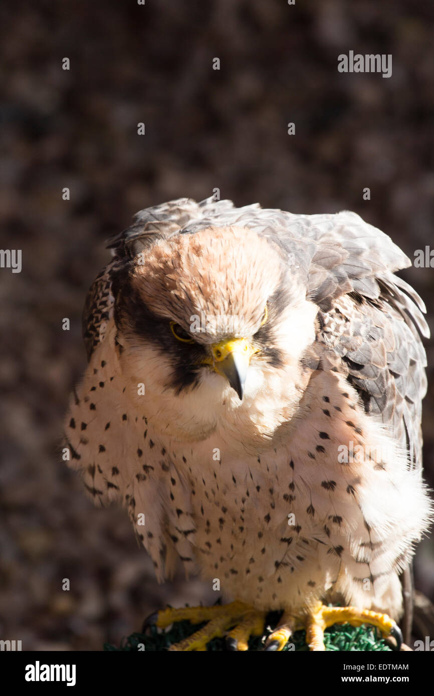 Juvenile Peregrine Falcon Stock Photo - Alamy
