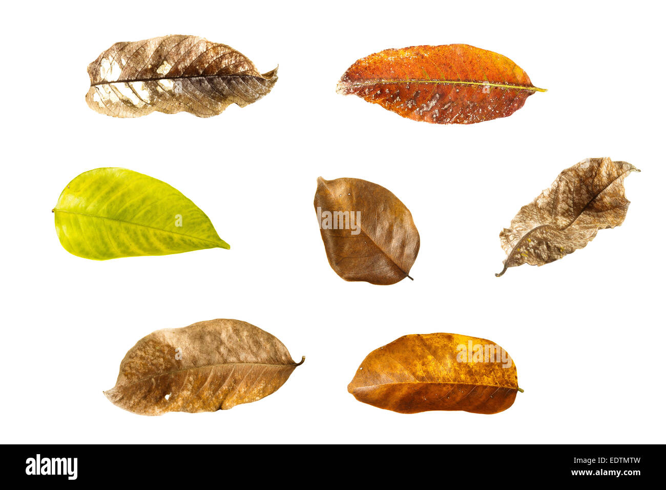 The collection of dry leaves on white background (isolated) Stock Photo