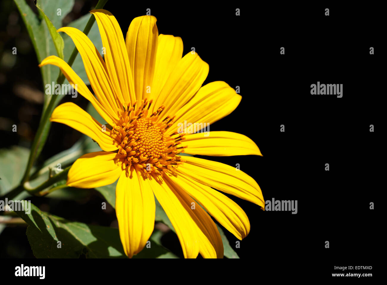 Mexican Sunflower Weed blooming in winter at Mae Hong Son ,Thailand and blank area at right side (Isolated) Stock Photo