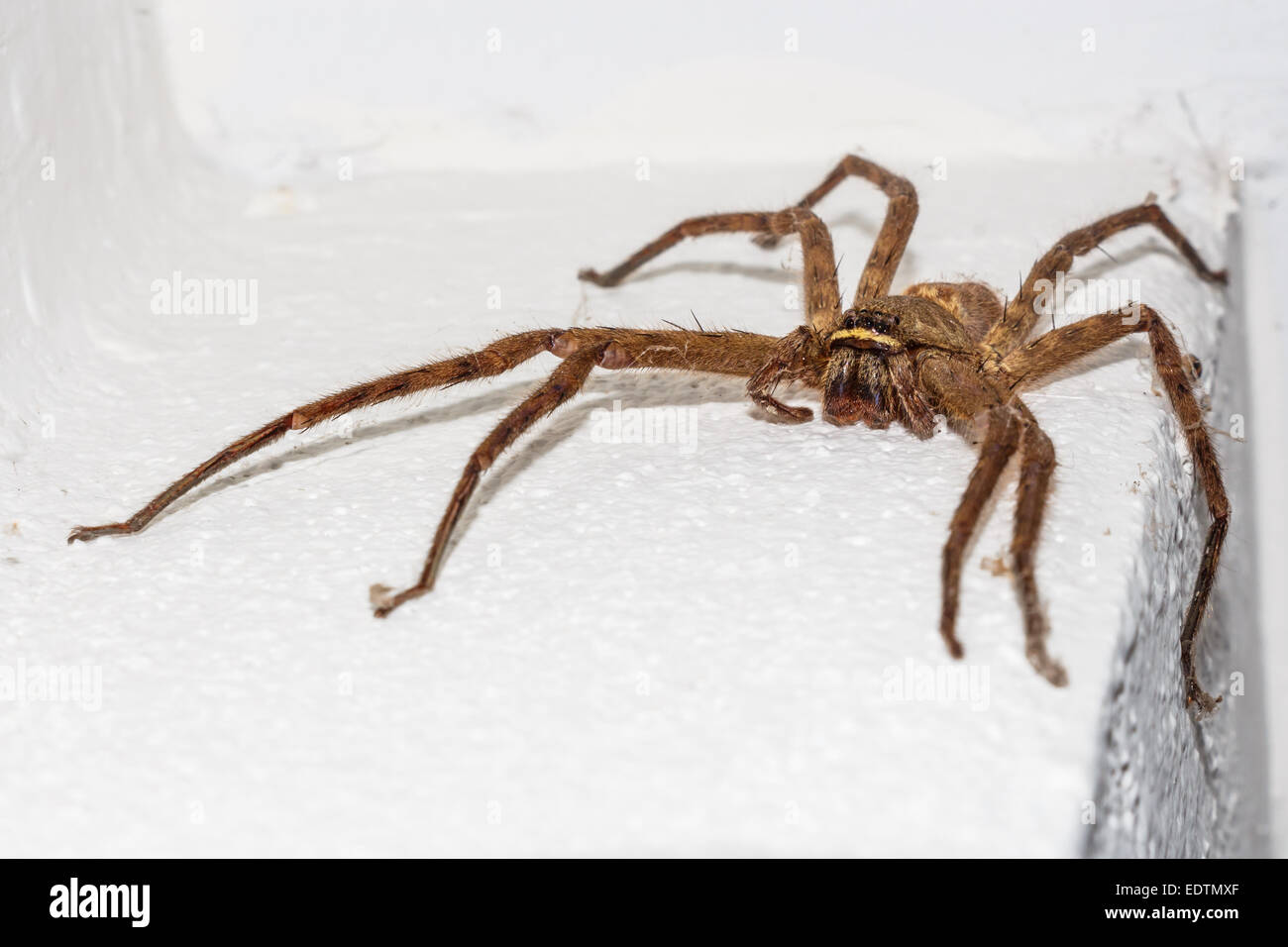 Big spider with long legs hi-res stock photography and images - Alamy
