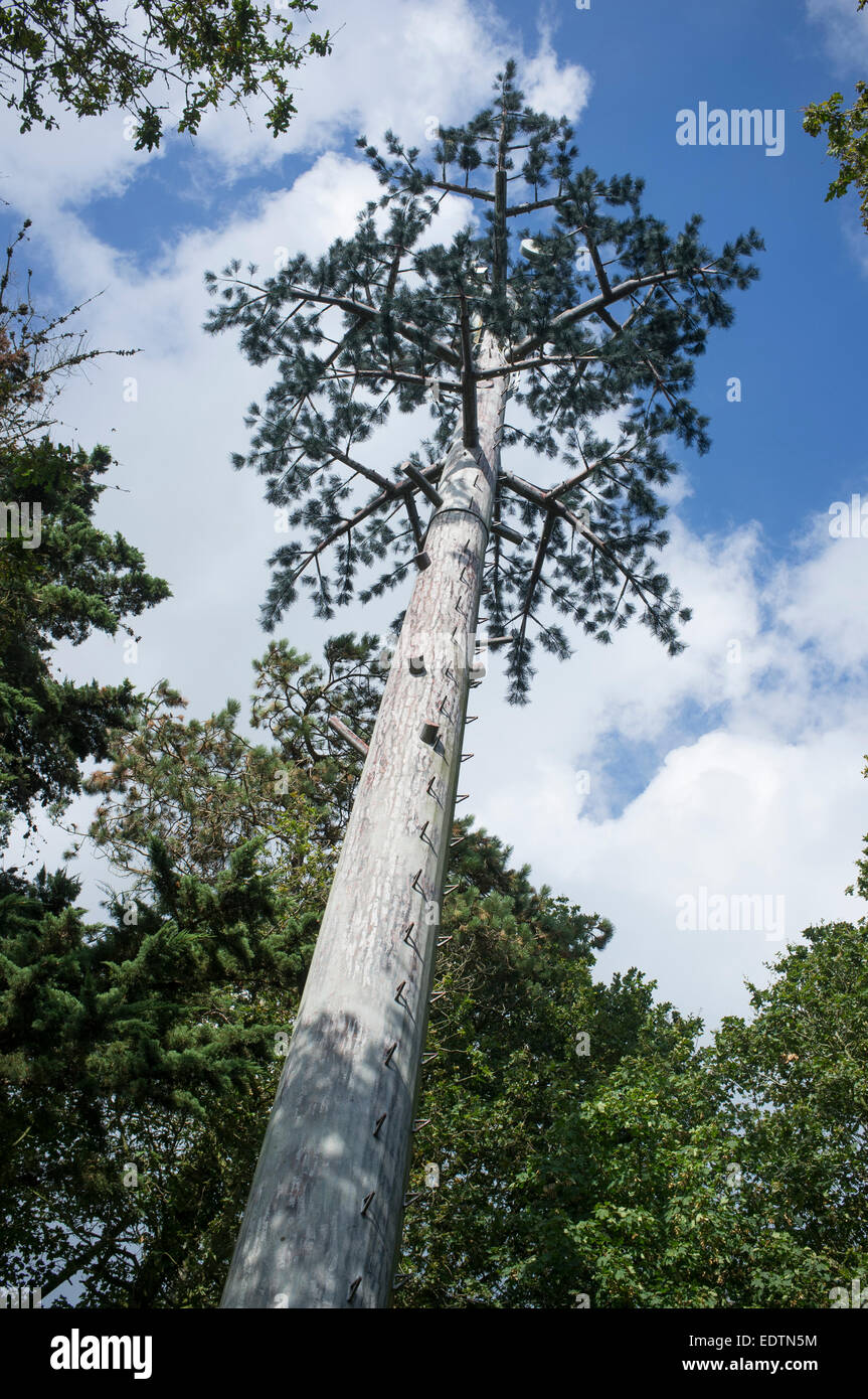 camouflaged-cellphone-tower-disguised-as-pine-tree-stock-photo-alamy