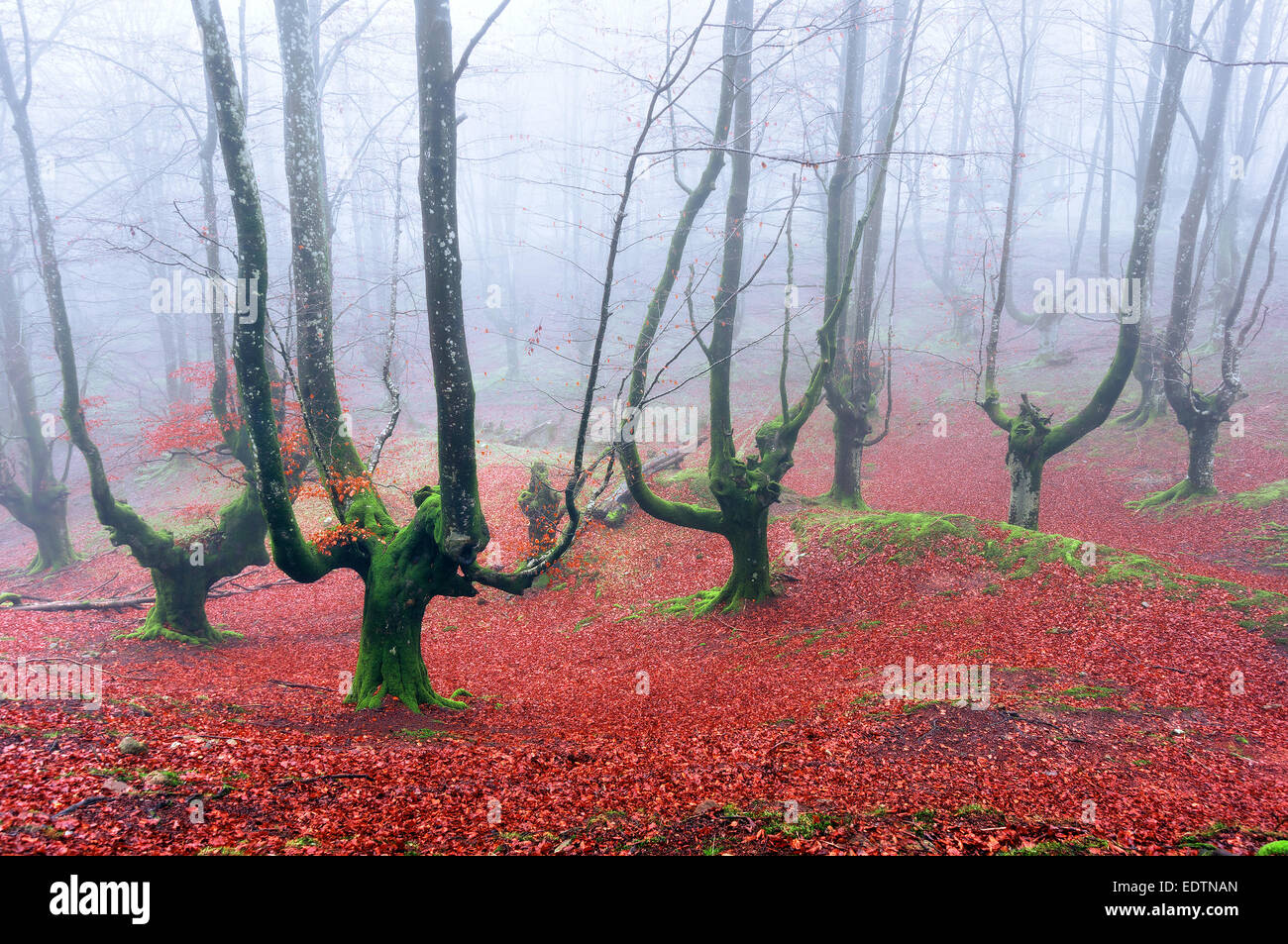 spooky forest with creepy trees Stock Photo