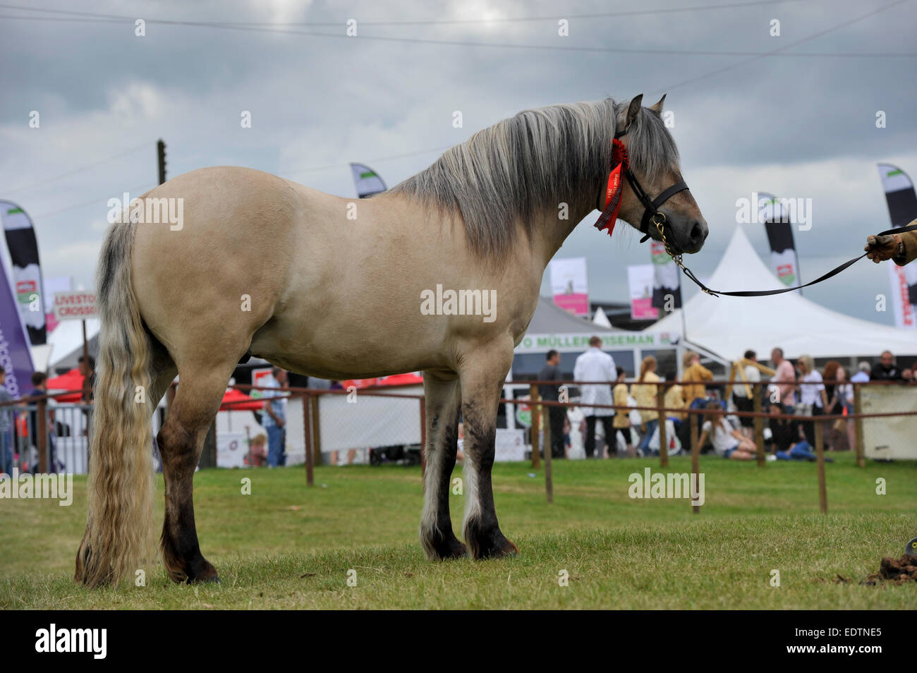 Highland pony at a show. Scotland, UK. Stock Photo