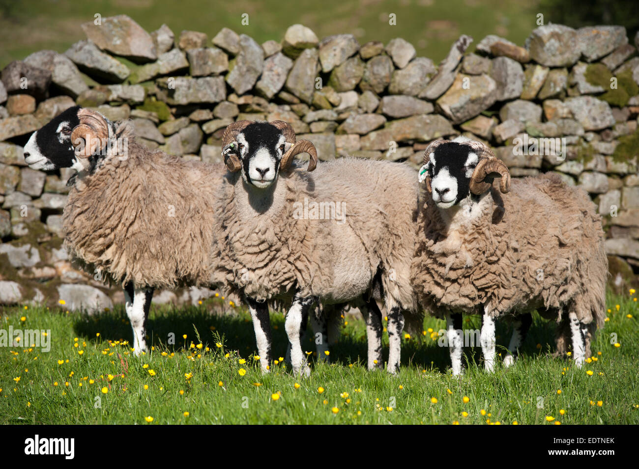Swaledale rams in pasture against a drystone wall, Cumbria, UK Stock Photo