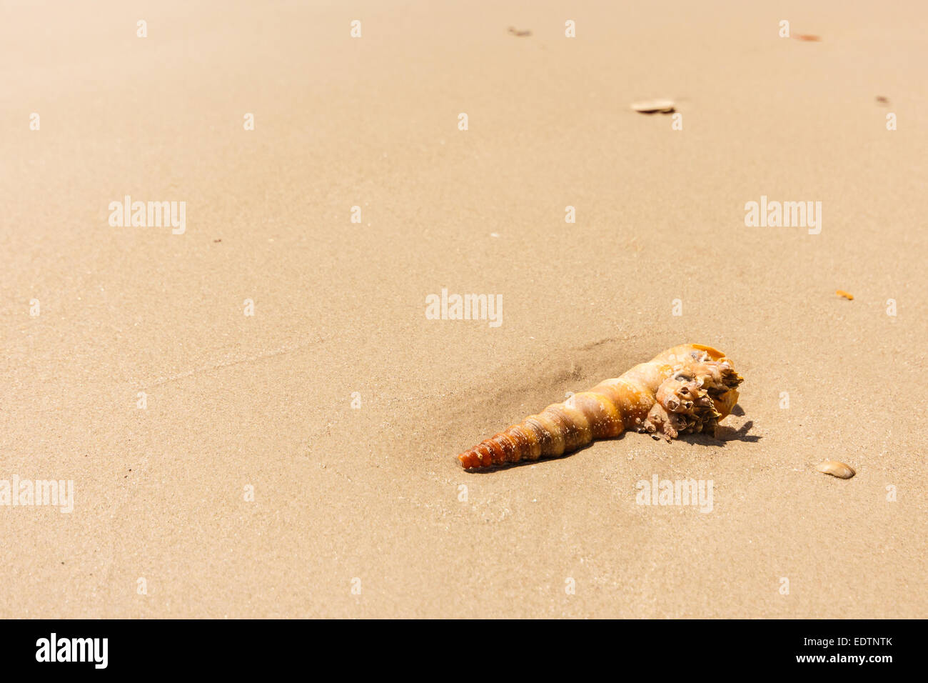 a turbinate on beach at Trang ,Thailand Stock Photo