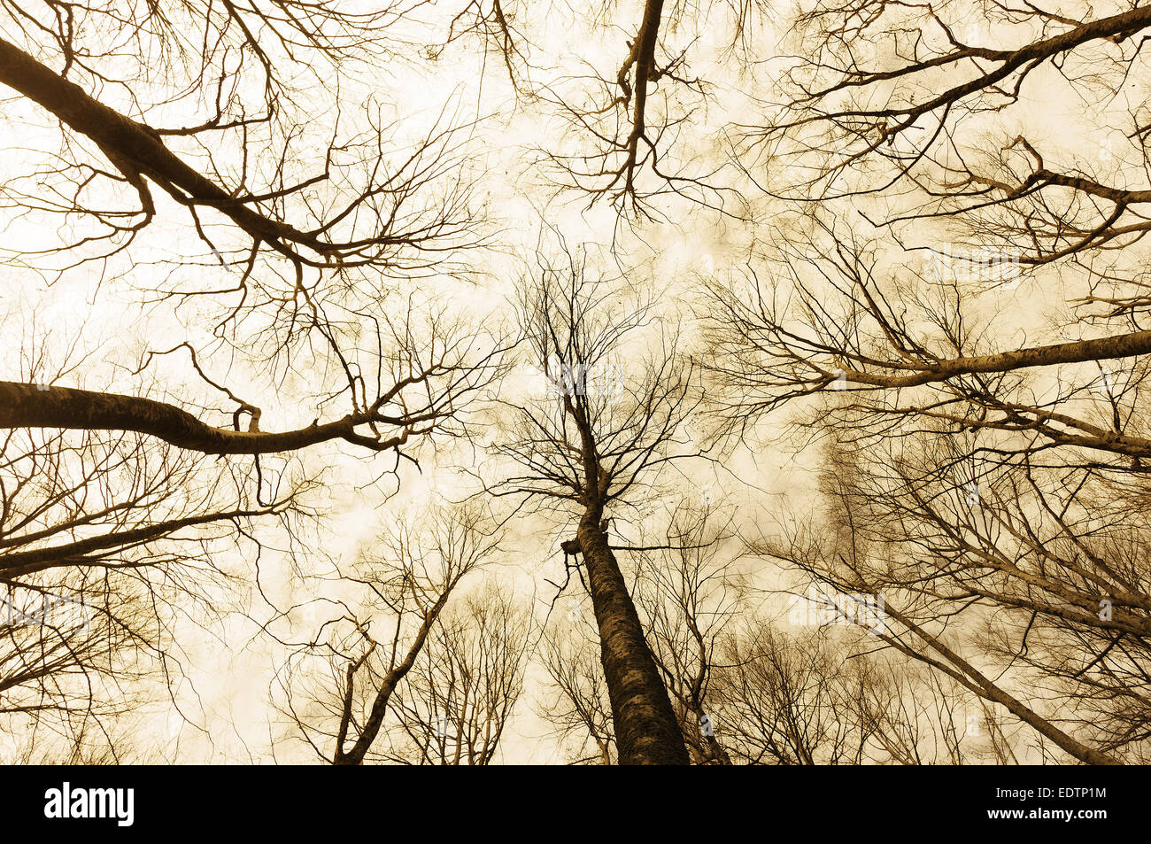 horror forest with a directly below persective Stock Photo