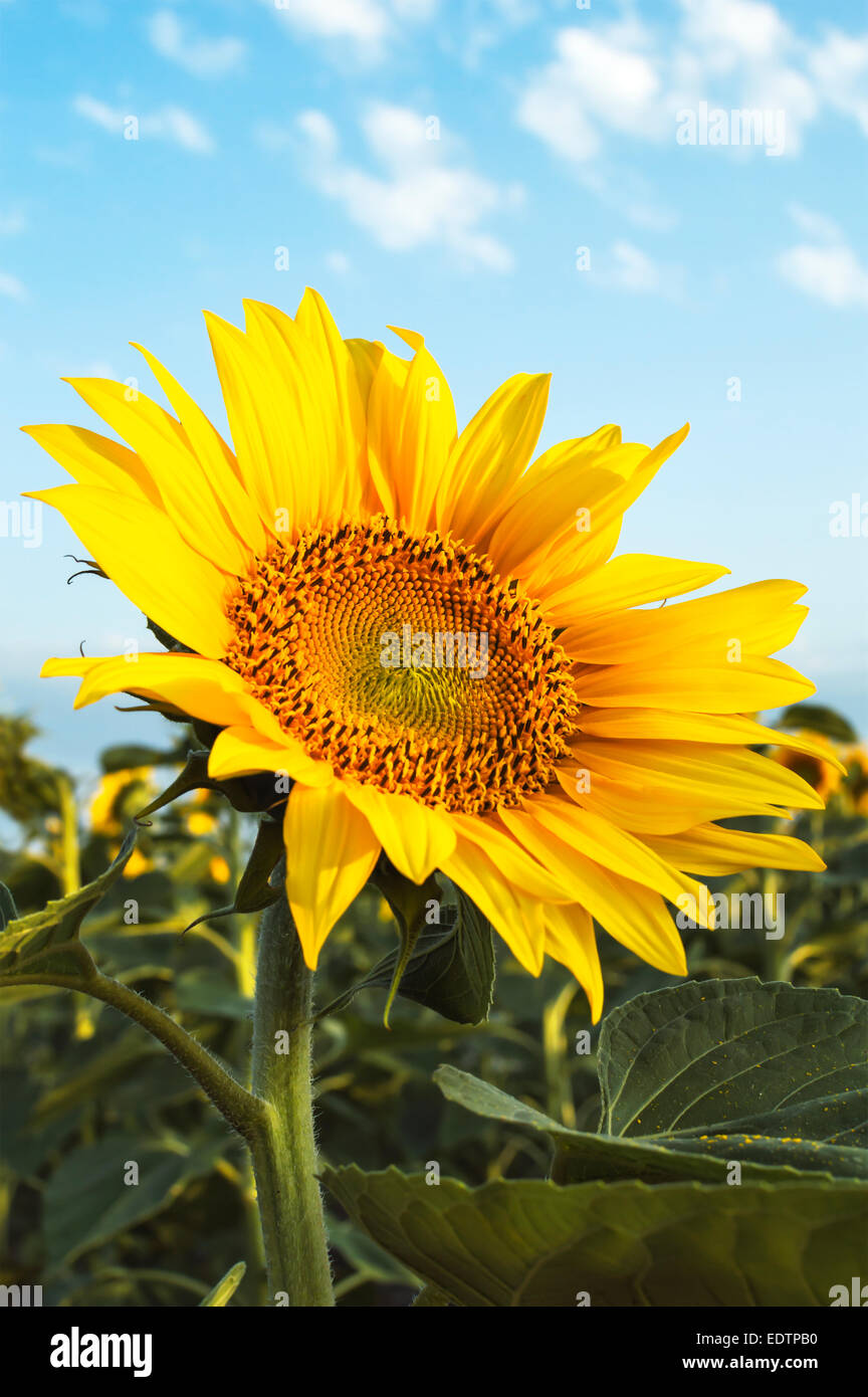 Sunflower in the field against a blue sky Stock Photo - Alamy