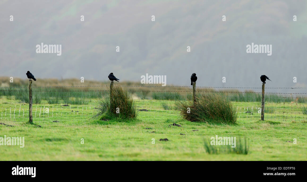 Crows sit on a fence in a field on Exmoor against a dark sky Stock Photo
