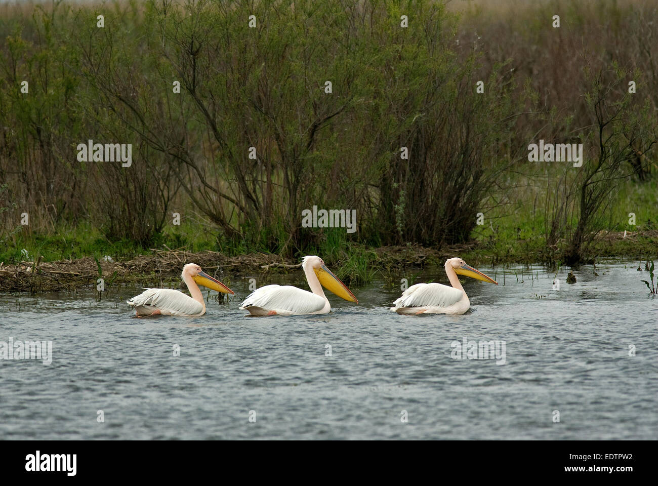 Great white pelican (Pelecanus onocrotalus), Danube delta, Romania, Europa Stock Photo