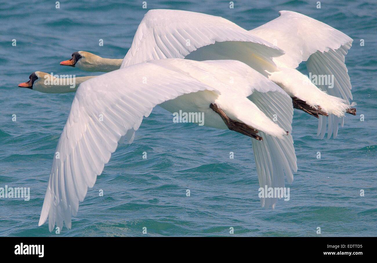 Mute Swans in flight Stock Photo Alamy