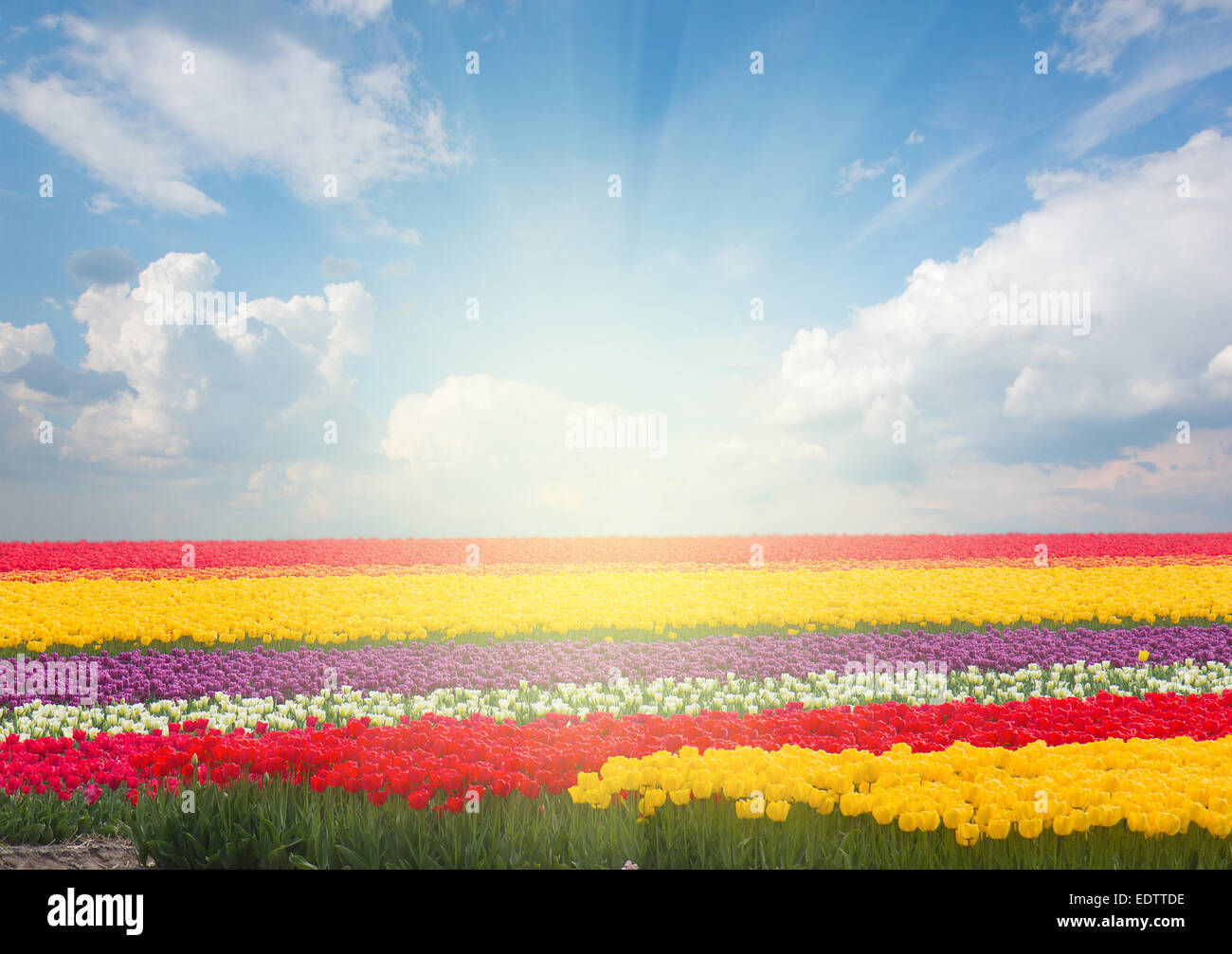 Dutch yellow tulip fields in sunny day Stock Photo - Alamy