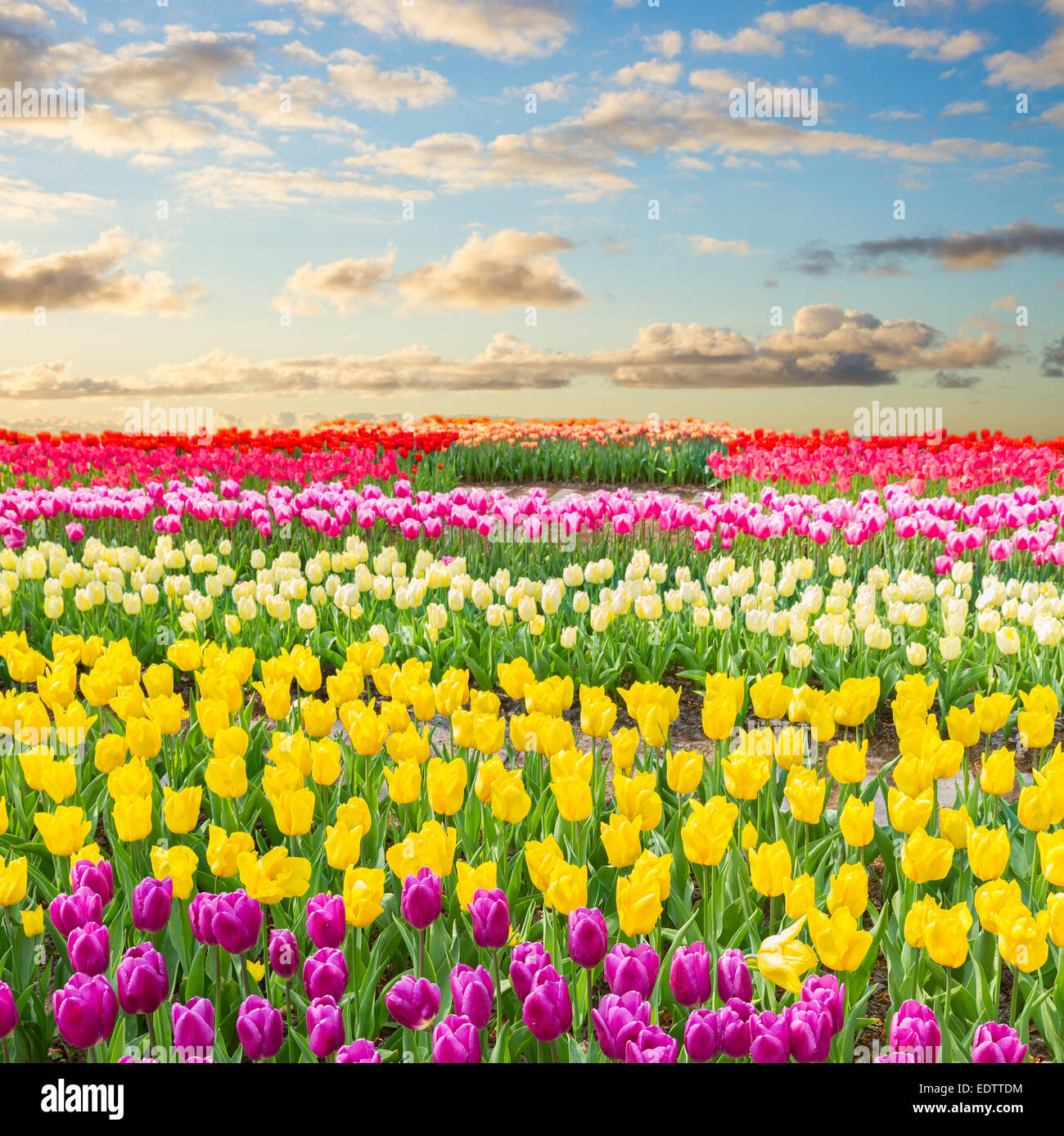 Dutch yellow tulip fields in sunny day Stock Photo - Alamy