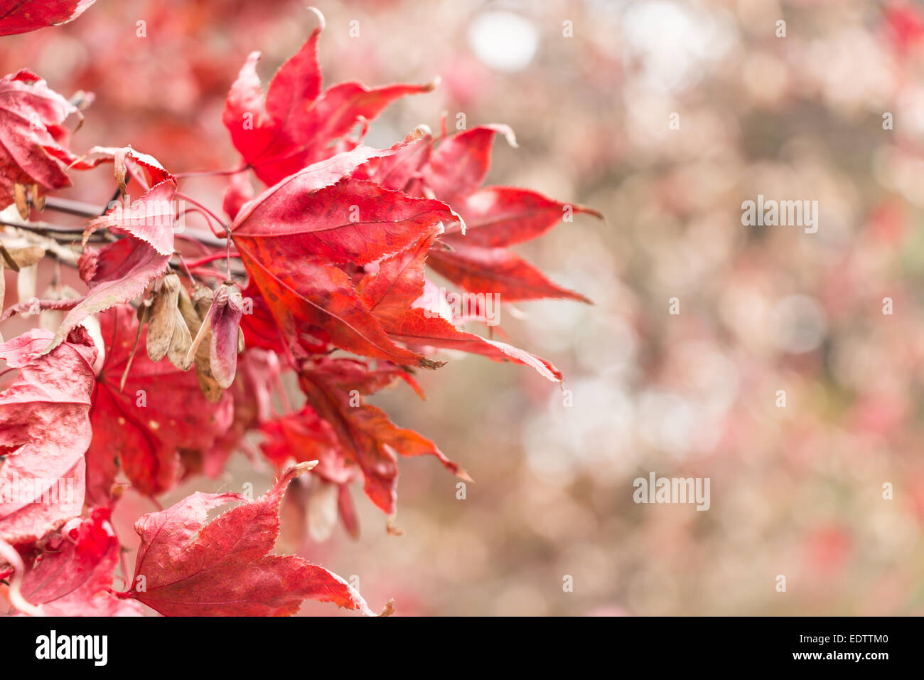 Dry maple and bokeh at right side in autumn at Seoraksan National Park ,South Korea Stock Photo