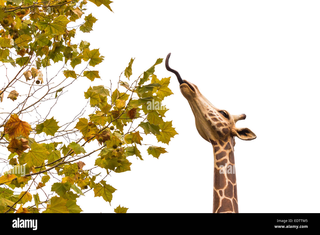 the statue of giraffe is eating maple on white sky (Isolated) Stock Photo