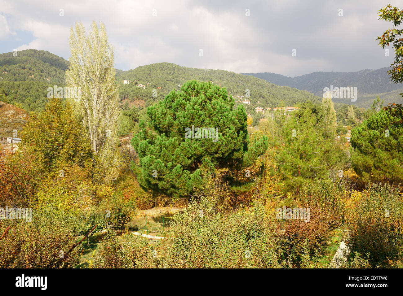 Cyprus village in mountains forest. Stock Photo