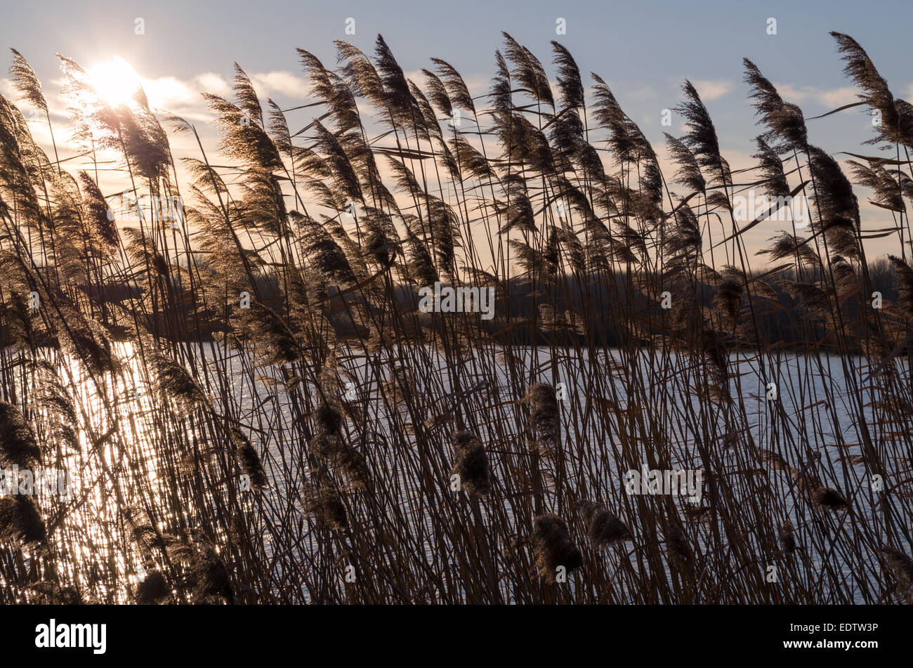 Long Reeds at Sunset with the Sun Stock Photo