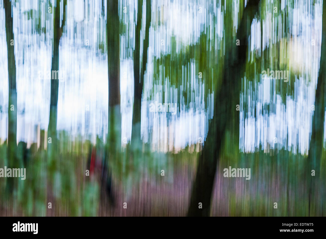 Distorted view of trees hi-res stock photography and images - Alamy