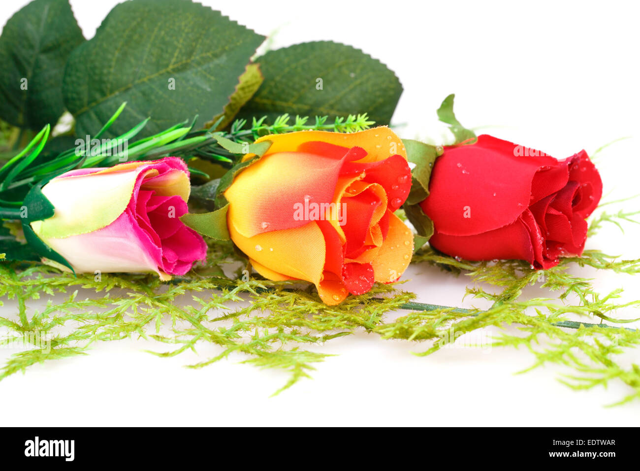 Colorful roses isolated on white background Stock Photo - Alamy