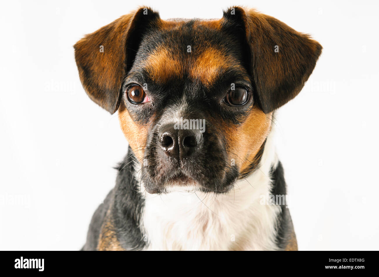 Brown And White Beagle And Boston Terrier Mixed Breed Dog On White Stock Photo Alamy