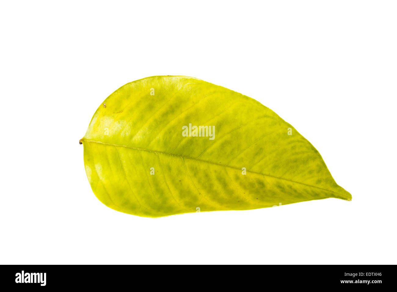 fresh green color leaf on white background Stock Photo
