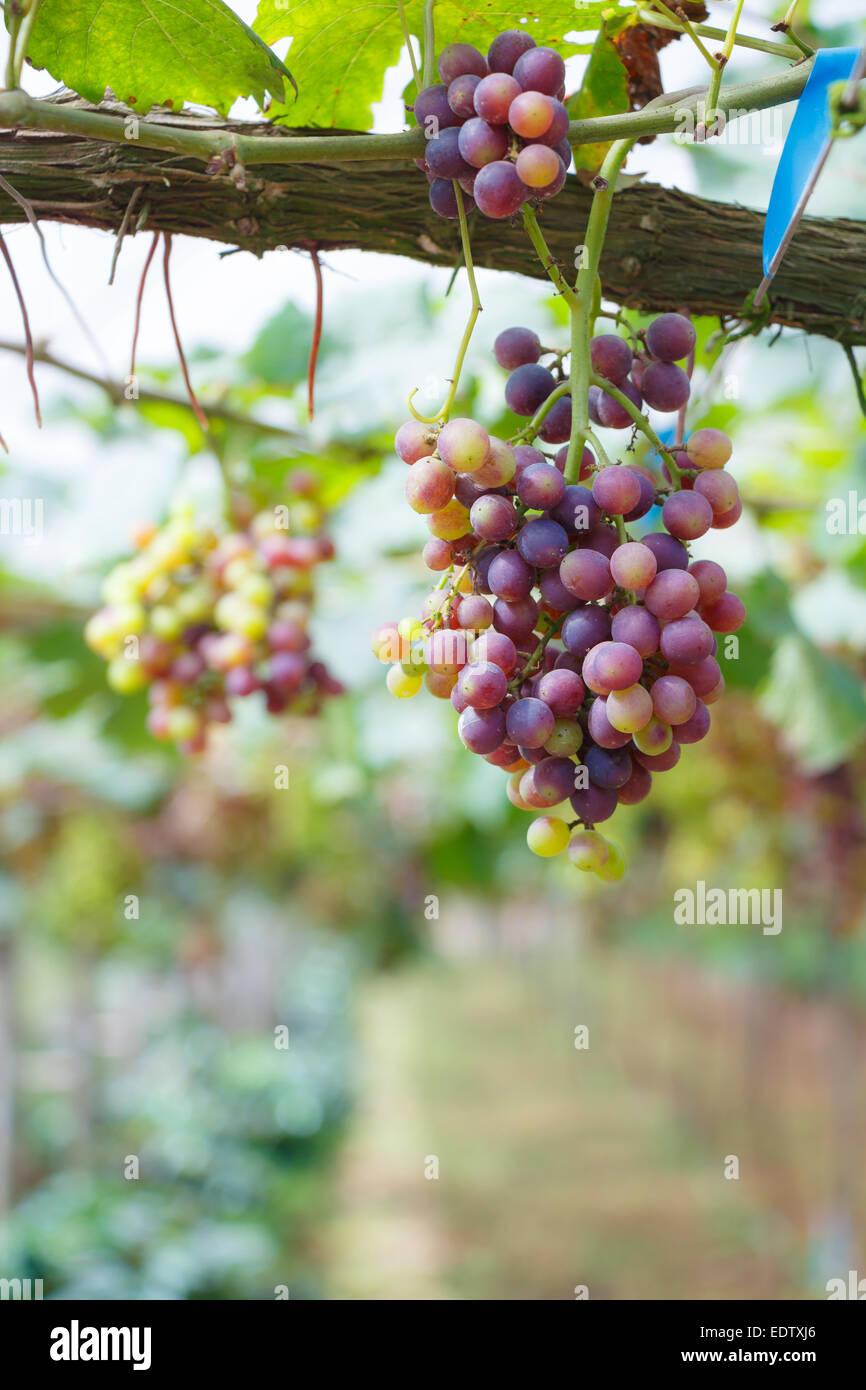 Grape in garden at Monjam , Chiangmai ,Thailand Stock Photo