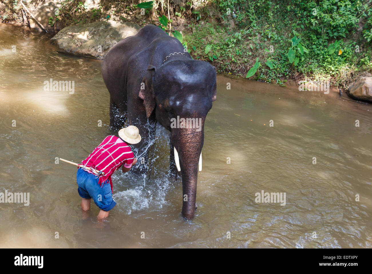 Thai elephant was take a bath with mahout (elephant driver , elephant keeper )in Maesa elephant camp ,  Chiang Mai , Thailand Stock Photo