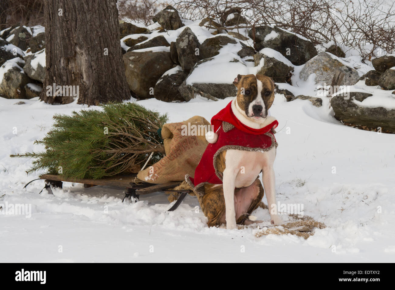 Taking home the Christmas Tree. Stock Photo