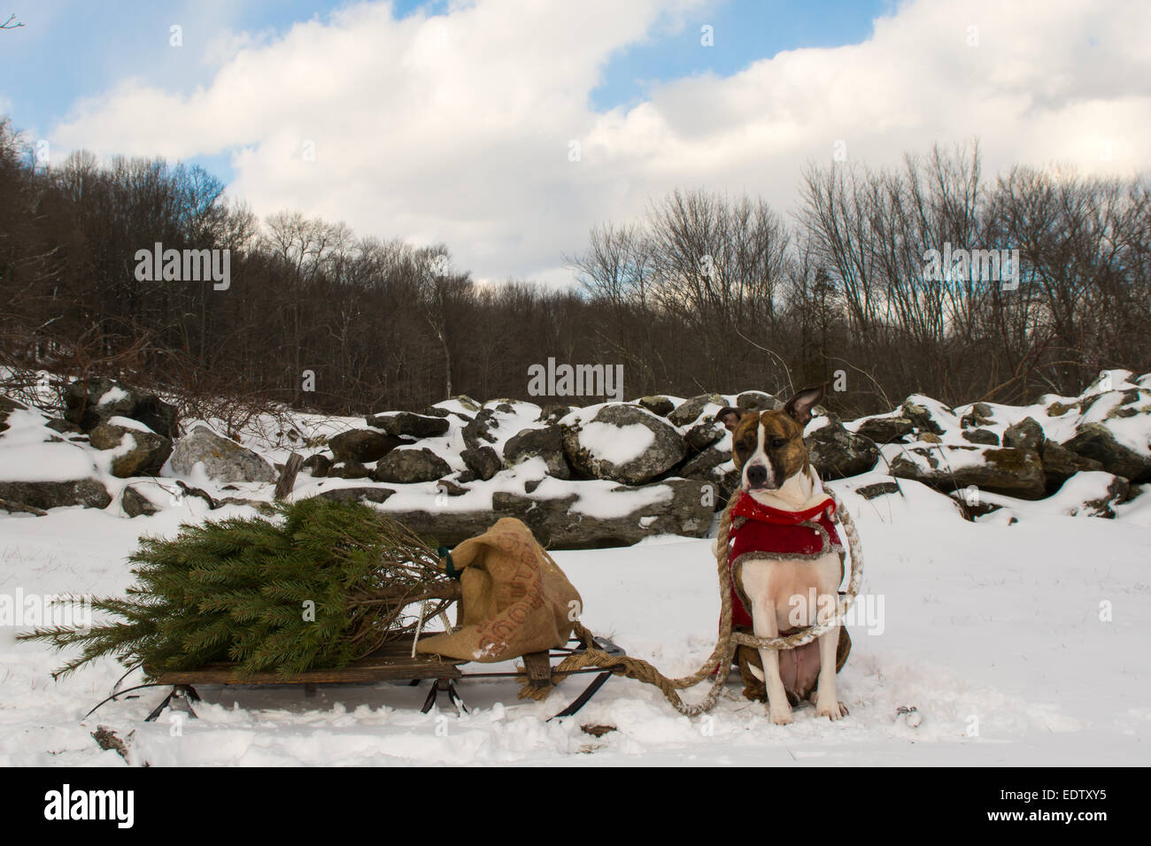 Taking home the Christmas Tree. Stock Photo