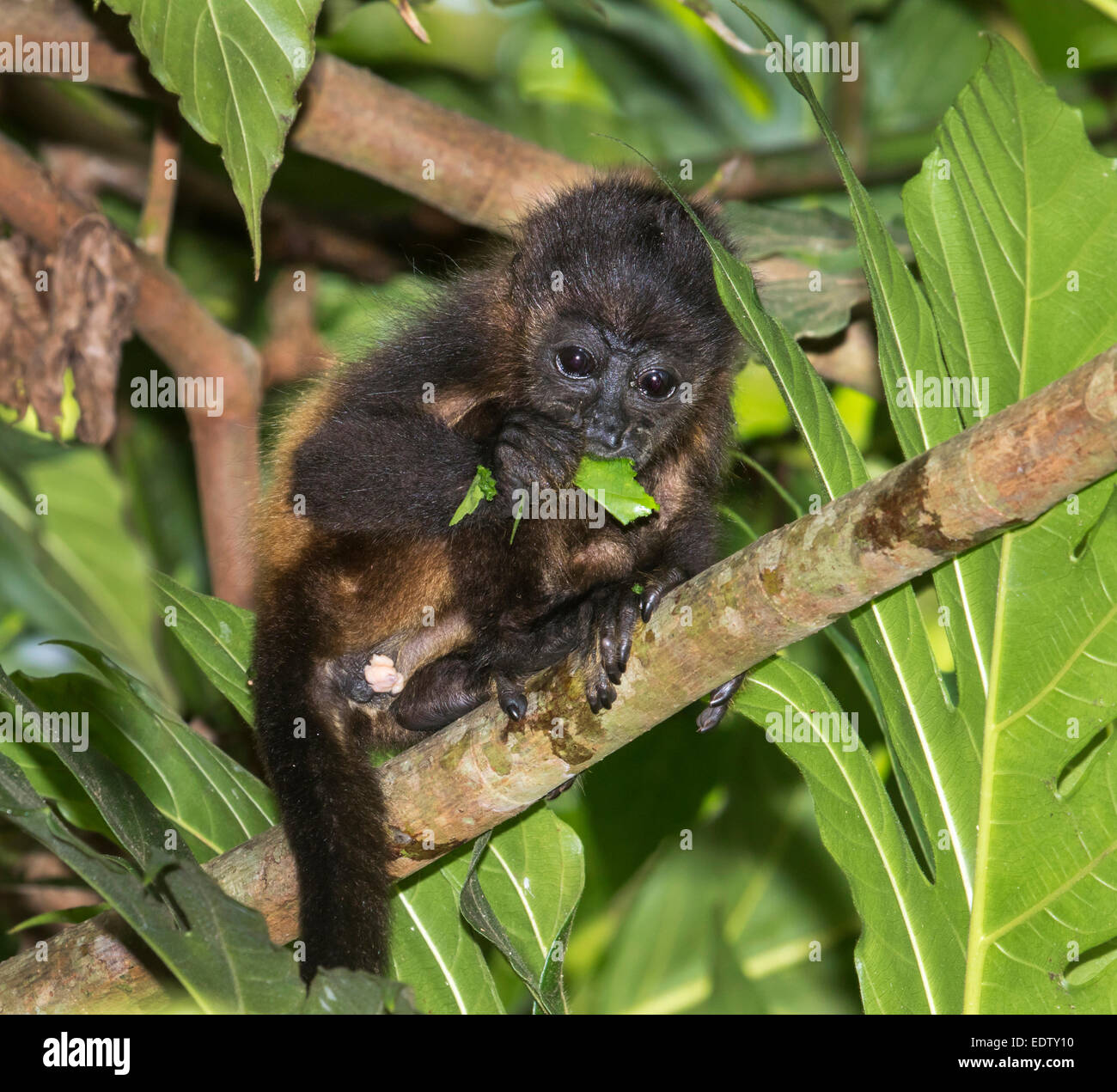 Baby mantled howler monkey (Alouatta palliata) eating tree leaves in rainforest canopy, Cahuita national park, Limon, Costa Rica Stock Photo