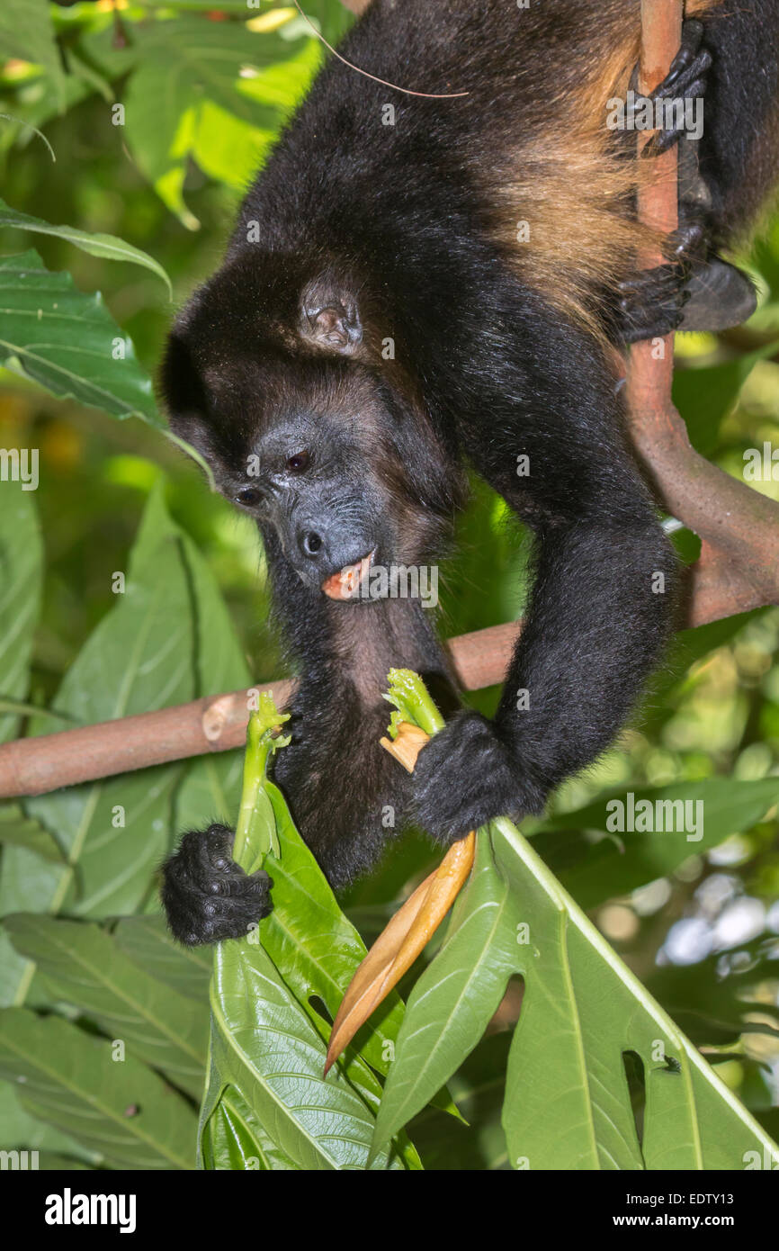 mantled howler monkey (Alouatta palliata) eating tree leaves in rainforest canopy, Cahuita national park, Limon, Costa Rica. Stock Photo