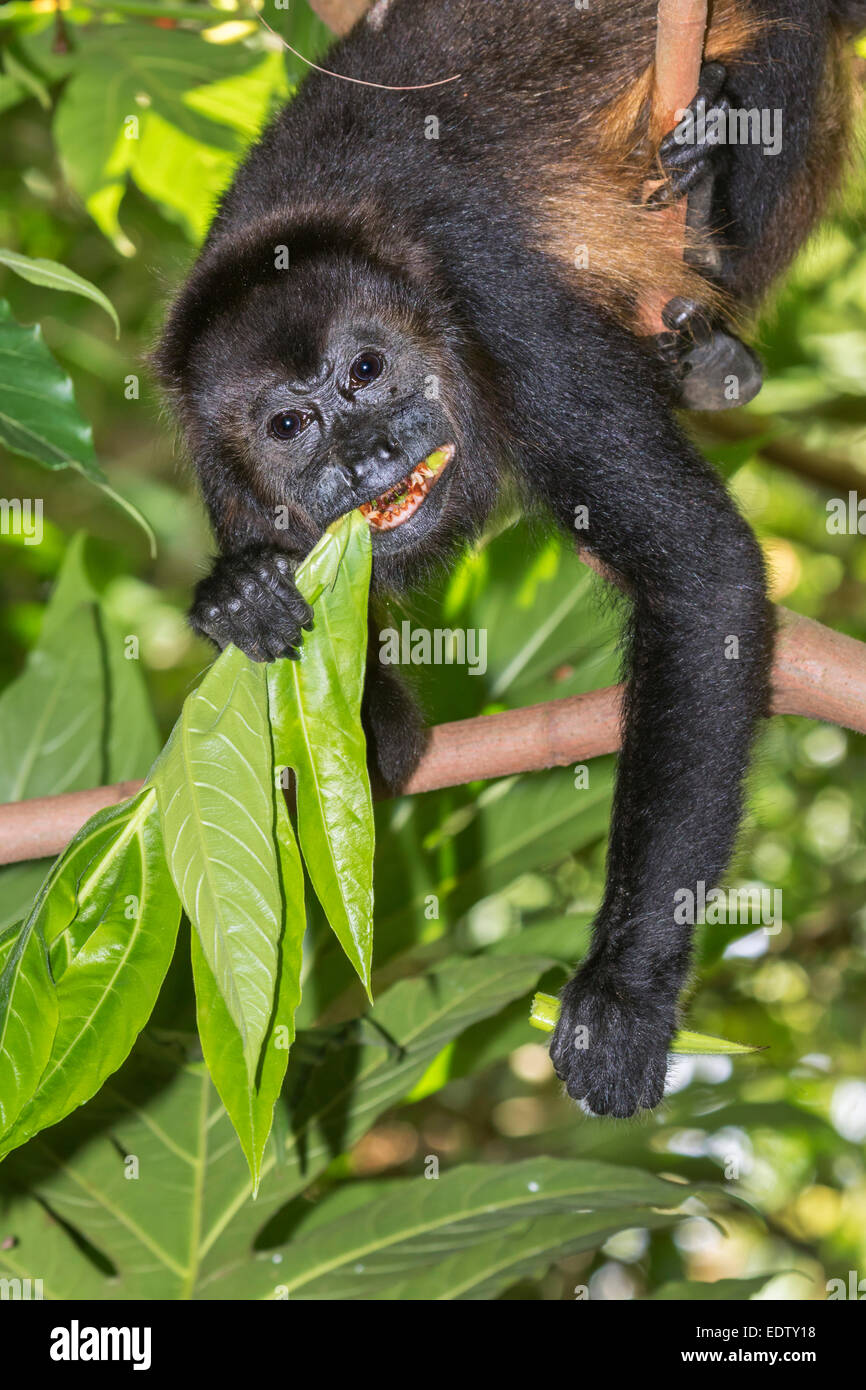 mantled howler monkey (Alouatta palliata) eating tree leaves in