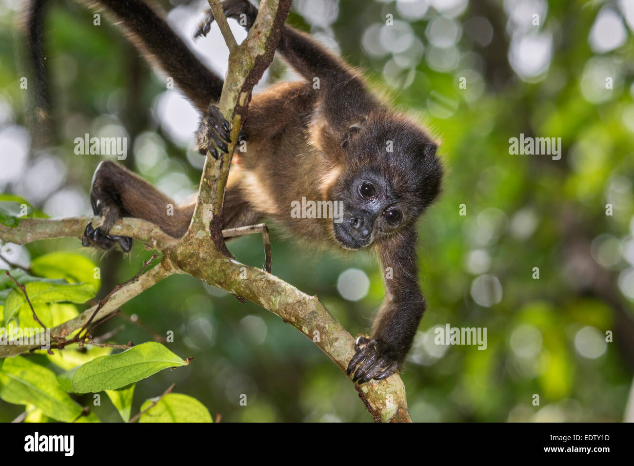 Baby mantled howler monkey (Alouatta palliata) climbing tree branch in rainforest canopy, Cahuita national park, Limon, Costa Ri Stock Photo