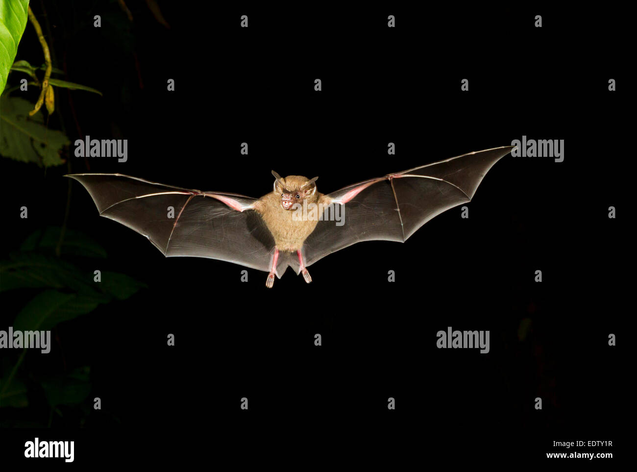 Jamaican fruit bat (Artibeus jamaicensis) flying at night, Tortuguero