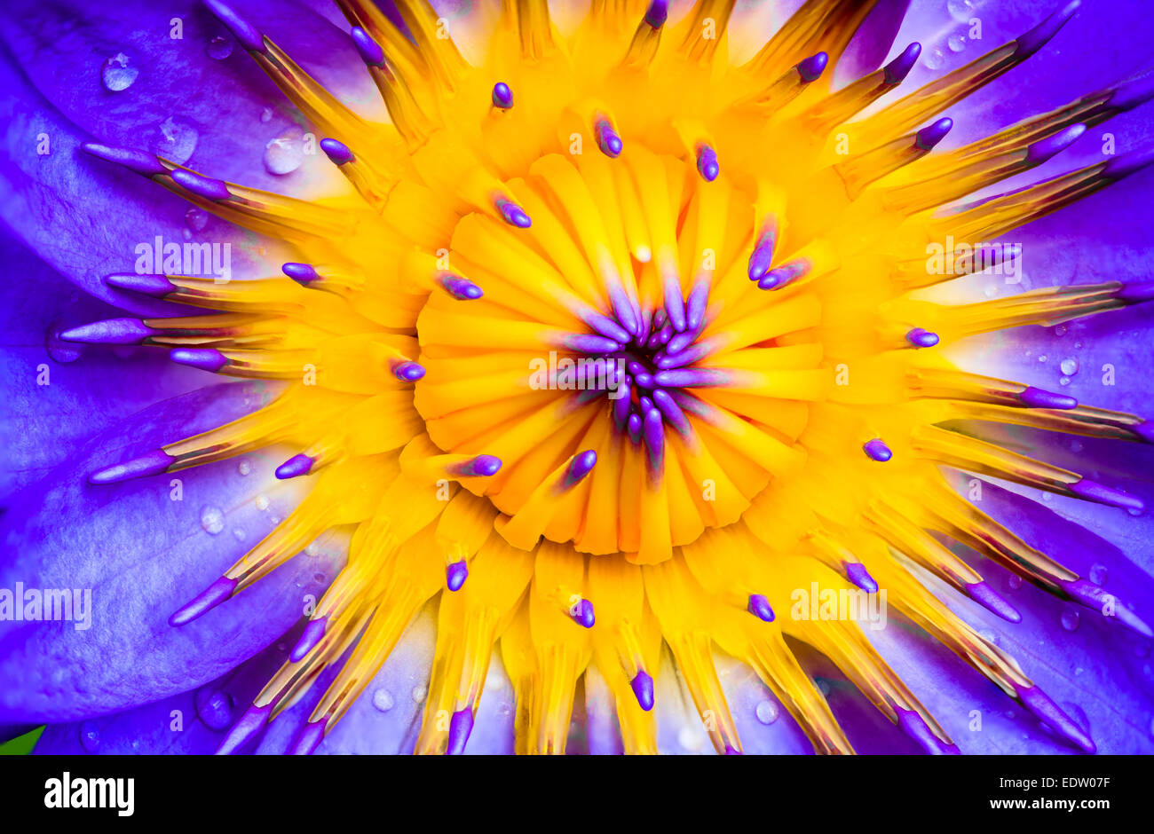 Closeup picture of a purple water lily Stock Photo - Alamy