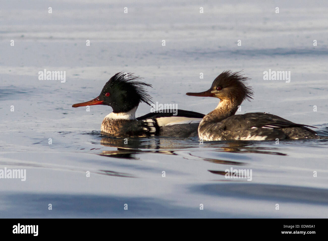 male and female Red-breasted Merganser floating on Avacha Bay Stock Photo