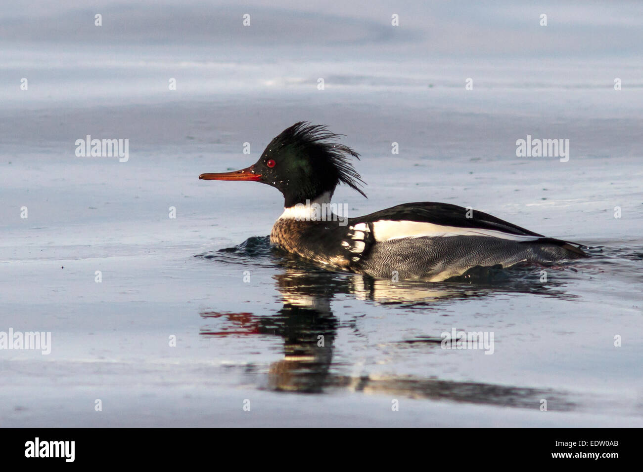 male Red-breasted Merganser floating on Avacha Bay Stock Photo