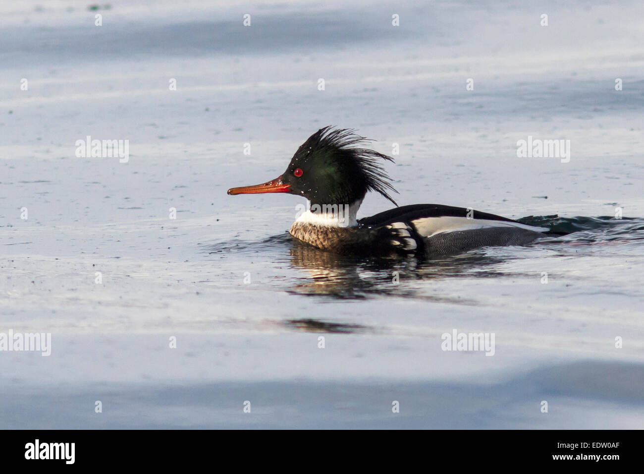 male Red-breasted Merganser that floating on the waters of the Pacific Ocean Stock Photo